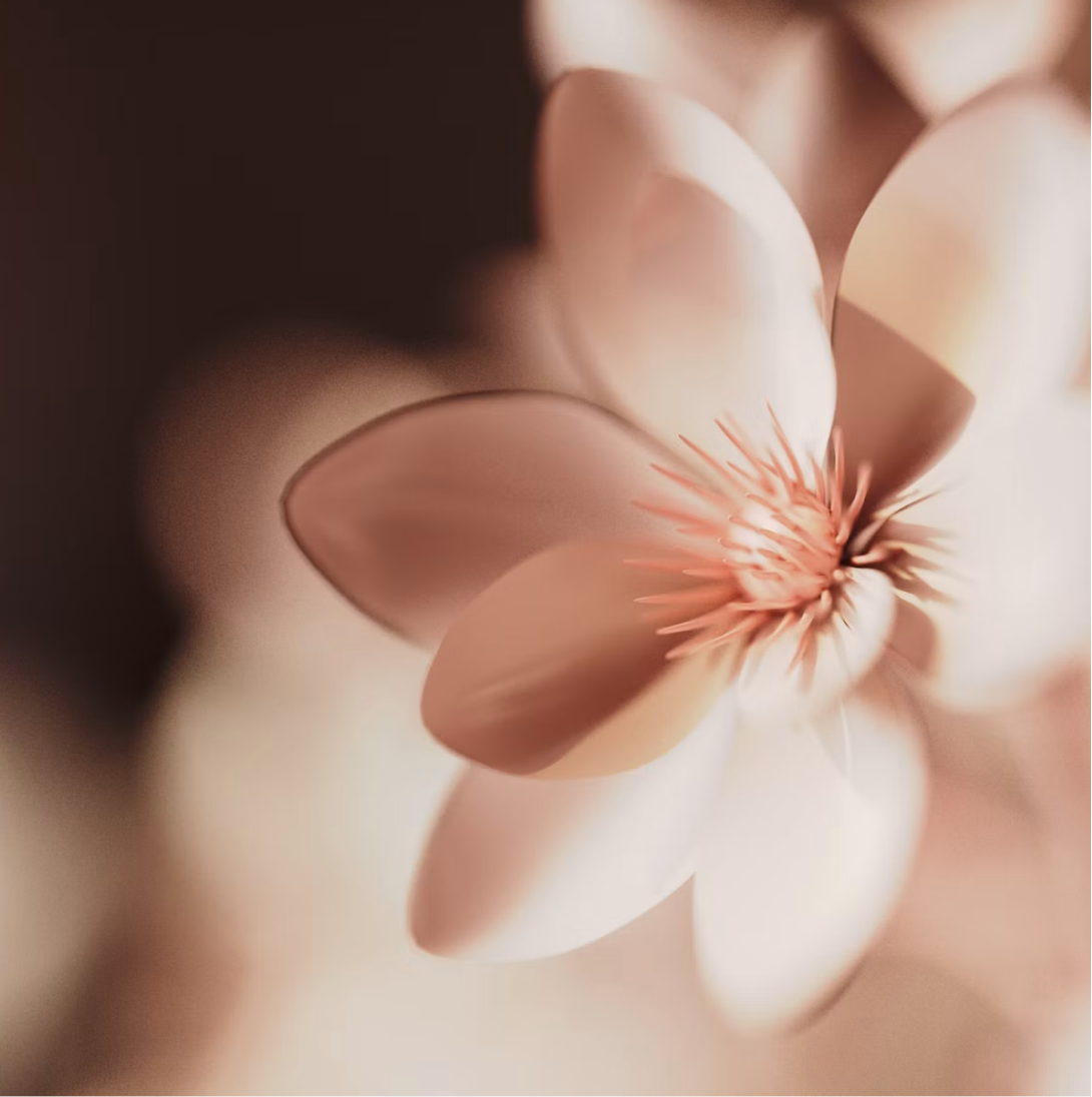 Soft-focus magnolia blossom